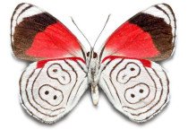 DIAETHRIA ANNA ANNA 